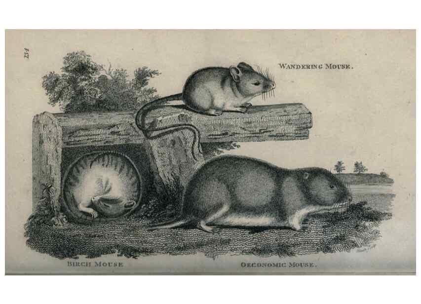 Reproducción/Reproduction 8950742698: General zoology, or Systematic natural history,. London,Printed for G. Kearsley,1800-1826.