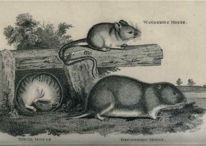 Reproducción/Reproduction 8950742698: General zoology, or Systematic natural history,. London,Printed for G. Kearsley,1800-1826.