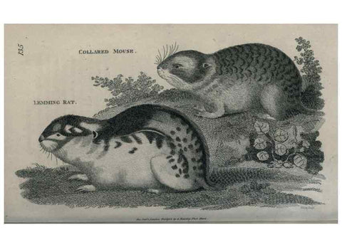 Reproducción/Reproduction 8949552775: General zoology, or Systematic natural history,. London,Printed for G. Kearsley,1800-1826.