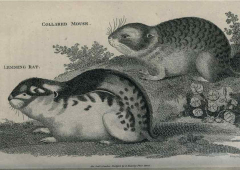 Reproducción/Reproduction 8949552775: General zoology, or Systematic natural history,. London,Printed for G. Kearsley,1800-1826.