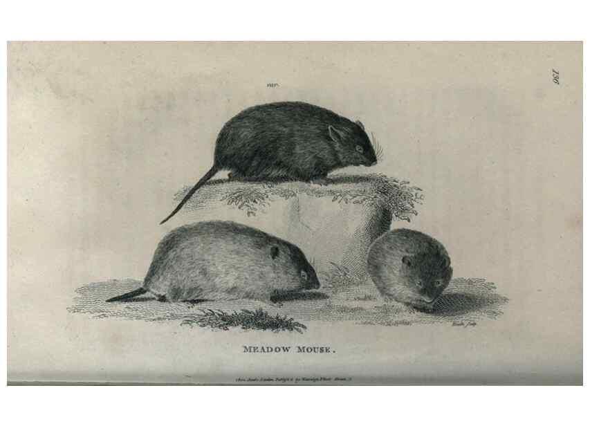 Reproducción/Reproduction 8950747310: General zoology, or Systematic natural history,. London,Printed for G. Kearsley,1800-1826.
