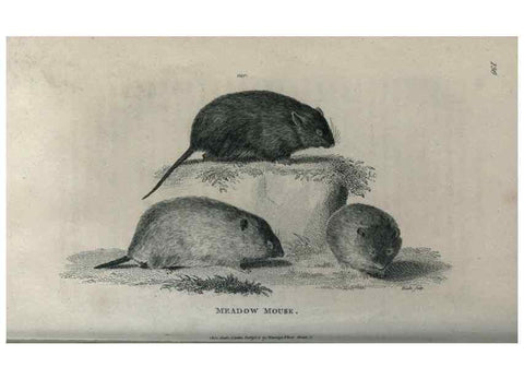 Reproducción/Reproduction 8950747310: General zoology, or Systematic natural history,. London,Printed for G. Kearsley,1800-1826.