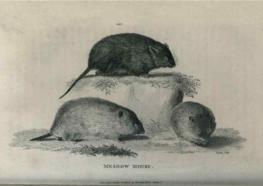 Reproducción/Reproduction 8950747310: General zoology, or Systematic natural history,. London,Printed for G. Kearsley,1800-1826.