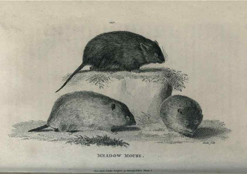 Reproducción/Reproduction 8950747310: General zoology, or Systematic natural history,. London,Printed for G. Kearsley,1800-1826.