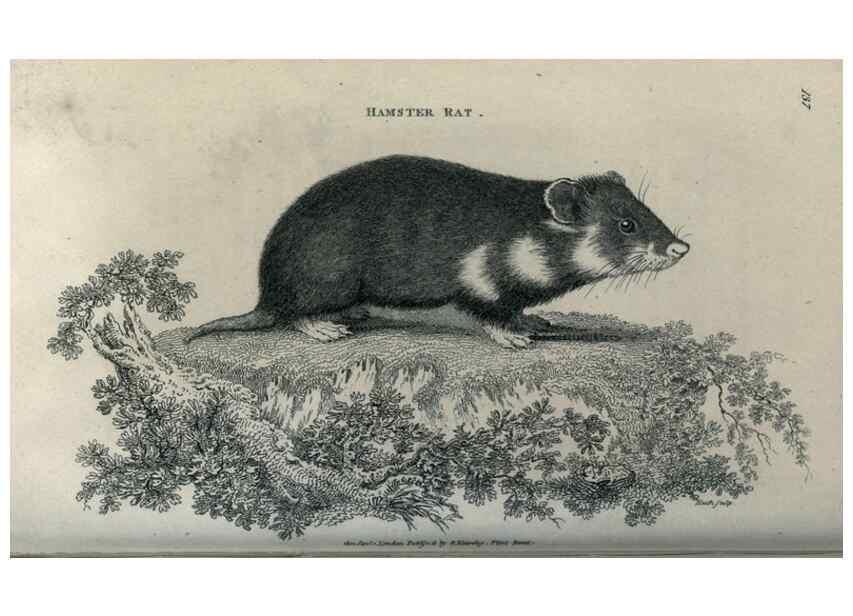 Reproducción/Reproduction 8950750068: General zoology, or Systematic natural history,. London,Printed for G. Kearsley,1800-1826.
