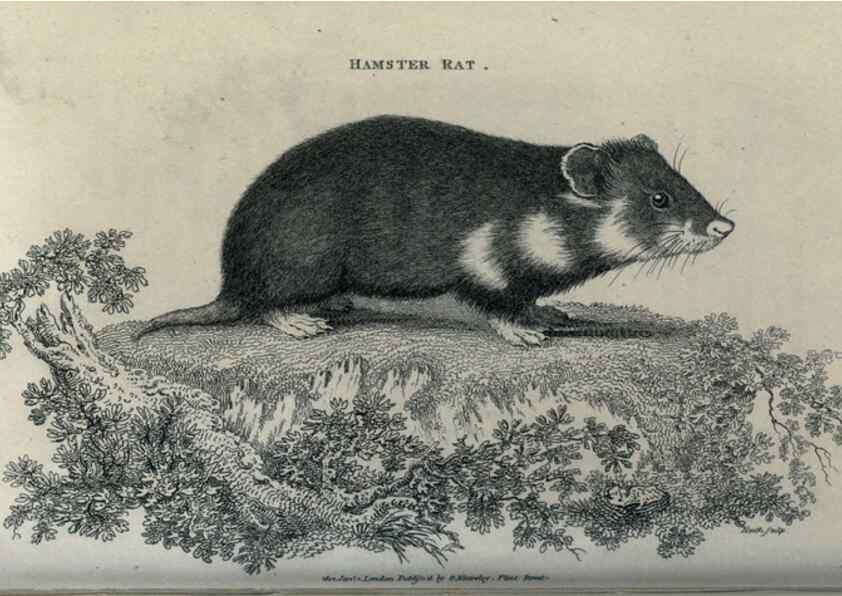 Reproducción/Reproduction 8950750068: General zoology, or Systematic natural history,. London,Printed for G. Kearsley,1800-1826.