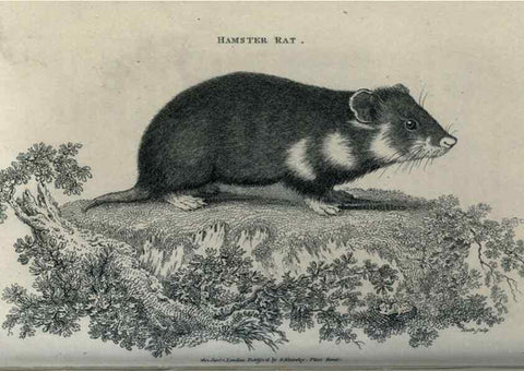 Reproducción/Reproduction 8950750068: General zoology, or Systematic natural history,. London,Printed for G. Kearsley,1800-1826.