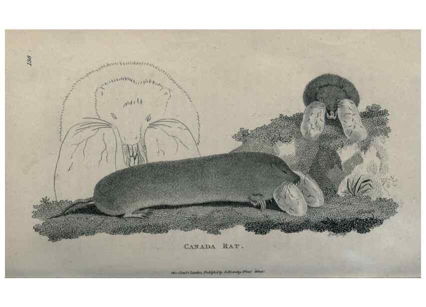 Reproducción/Reproduction 8949560021: General zoology, or Systematic natural history,. London,Printed for G. Kearsley,1800-1826.