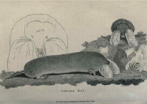 Reproducción/Reproduction 8949560021: General zoology, or Systematic natural history,. London,Printed for G. Kearsley,1800-1826.