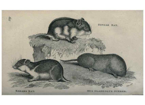 Reproducción/Reproduction 8950754386: General zoology, or Systematic natural history,. London,Printed for G. Kearsley,1800-1826.