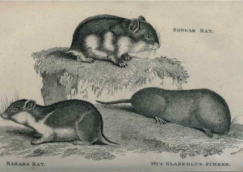 Reproducción/Reproduction 8950754386: General zoology, or Systematic natural history,. London,Printed for G. Kearsley,1800-1826.