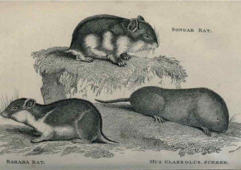 Reproducción/Reproduction 8950754386: General zoology, or Systematic natural history,. London,Printed for G. Kearsley,1800-1826.