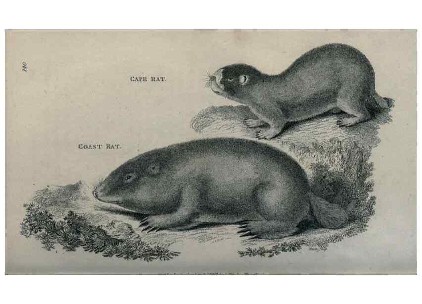 Reproducción/Reproduction 8950756554: General zoology, or Systematic natural history,. London,Printed for G. Kearsley,1800-1826.
