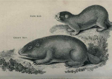 Reproducción/Reproduction 8950756554: General zoology, or Systematic natural history,. London,Printed for G. Kearsley,1800-1826.