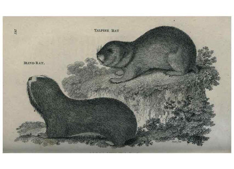 Reproducción/Reproduction 8950758646: General zoology, or Systematic natural history,. London,Printed for G. Kearsley,1800-1826.