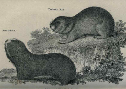 Reproducción/Reproduction 8950758646: General zoology, or Systematic natural history,. London,Printed for G. Kearsley,1800-1826.