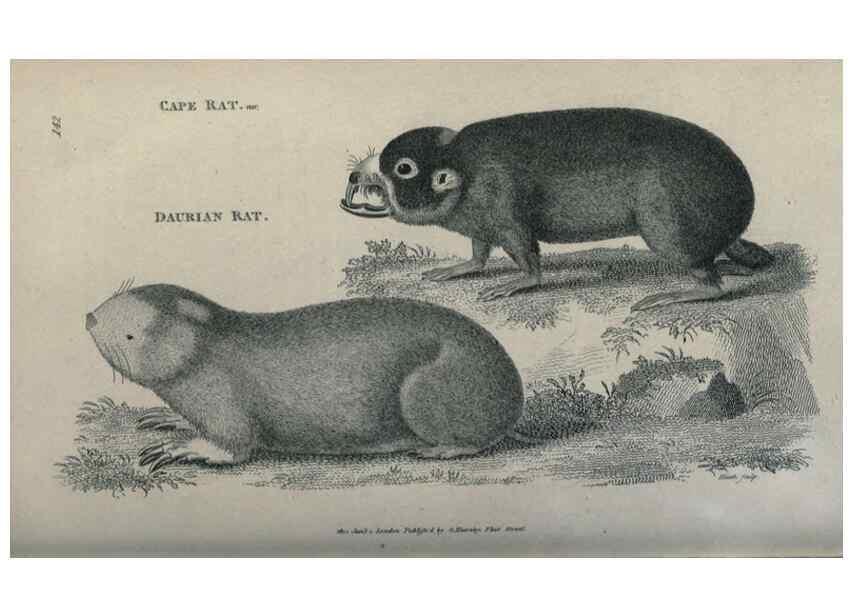 Reproducción/Reproduction 8950760750: General zoology, or Systematic natural history,. London,Printed for G. Kearsley,1800-1826.