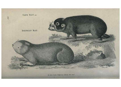 Reproducción/Reproduction 8950760750: General zoology, or Systematic natural history,. London,Printed for G. Kearsley,1800-1826.