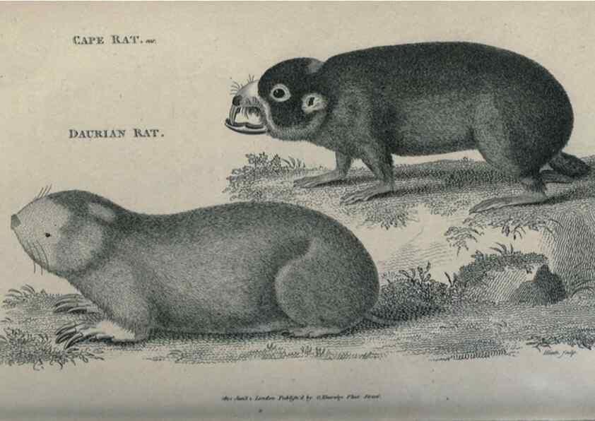 Reproducción/Reproduction 8950760750: General zoology, or Systematic natural history,. London,Printed for G. Kearsley,1800-1826.