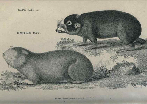 Reproducción/Reproduction 8950760750: General zoology, or Systematic natural history,. London,Printed for G. Kearsley,1800-1826.