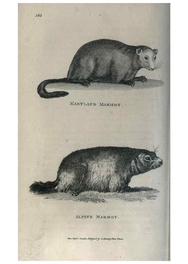 Reproducción/Reproduction 8949571249: General zoology, or Systematic natural history,. London,Printed for G. Kearsley,1800-1826.