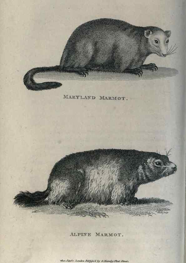 Reproducción/Reproduction 8949571249: General zoology, or Systematic natural history,. London,Printed for G. Kearsley,1800-1826.