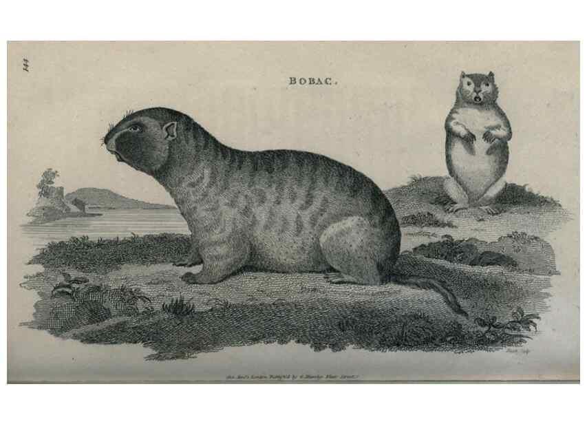Reproducción/Reproduction 8949573465: General zoology, or Systematic natural history,. London,Printed for G. Kearsley,1800-1826.
