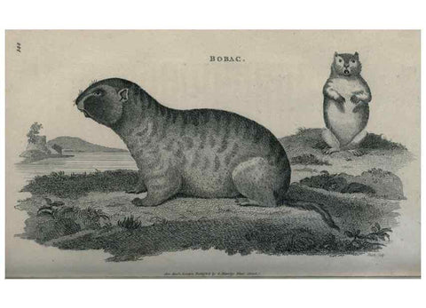 Reproducción/Reproduction 8949573465: General zoology, or Systematic natural history,. London,Printed for G. Kearsley,1800-1826.
