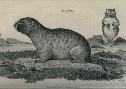 Reproducción/Reproduction 8949573465: General zoology, or Systematic natural history,. London,Printed for G. Kearsley,1800-1826.