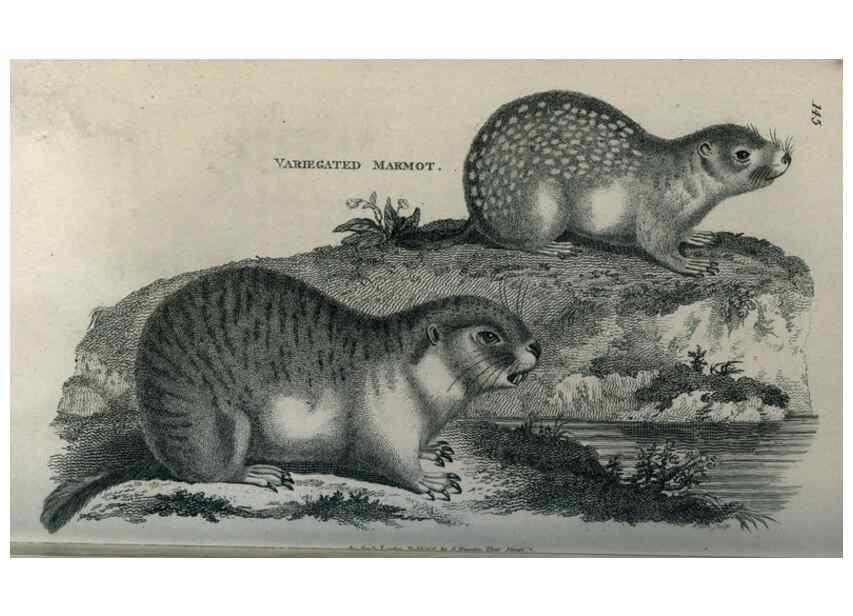 Reproducción/Reproduction 8949576041: General zoology, or Systematic natural history,. London,Printed for G. Kearsley,1800-1826.