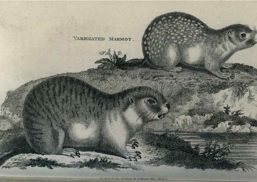 Reproducción/Reproduction 8949576041: General zoology, or Systematic natural history,. London,Printed for G. Kearsley,1800-1826.