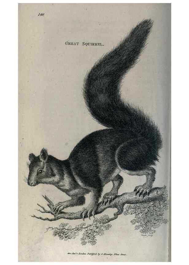 Reproducción/Reproduction 8949579227: General zoology, or Systematic natural history,. London,Printed for G. Kearsley,1800-1826.