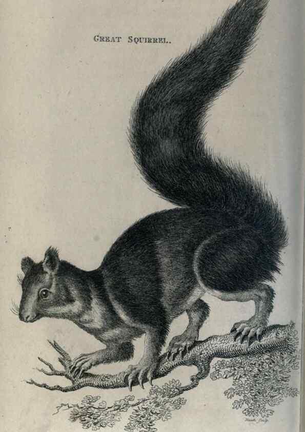 Reproducción/Reproduction 8949579227: General zoology, or Systematic natural history,. London,Printed for G. Kearsley,1800-1826.
