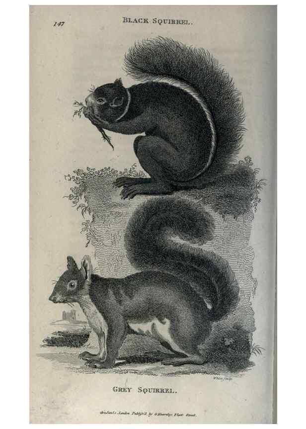 Reproducción/Reproduction 8949582275: General zoology, or Systematic natural history,. London,Printed for G. Kearsley,1800-1826.