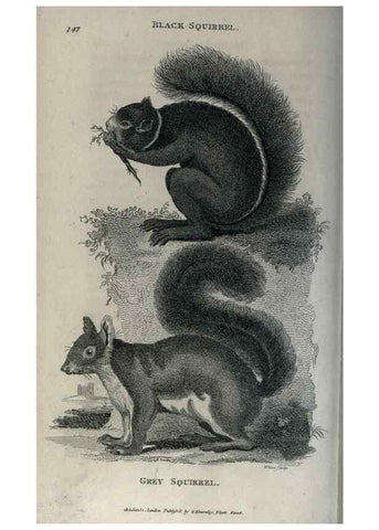 Reproducción/Reproduction 8949582275: General zoology, or Systematic natural history,. London,Printed for G. Kearsley,1800-1826.