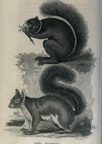 Reproducción/Reproduction 8949582275: General zoology, or Systematic natural history,. London,Printed for G. Kearsley,1800-1826.