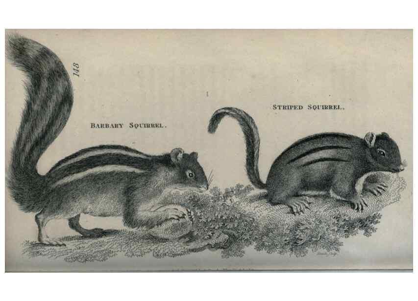 Reproducción/Reproduction 8949584667: General zoology, or Systematic natural history,. London,Printed for G. Kearsley,1800-1826.