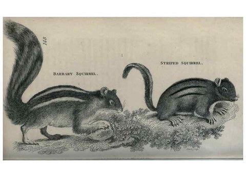 Reproducción/Reproduction 8949584667: General zoology, or Systematic natural history,. London,Printed for G. Kearsley,1800-1826.