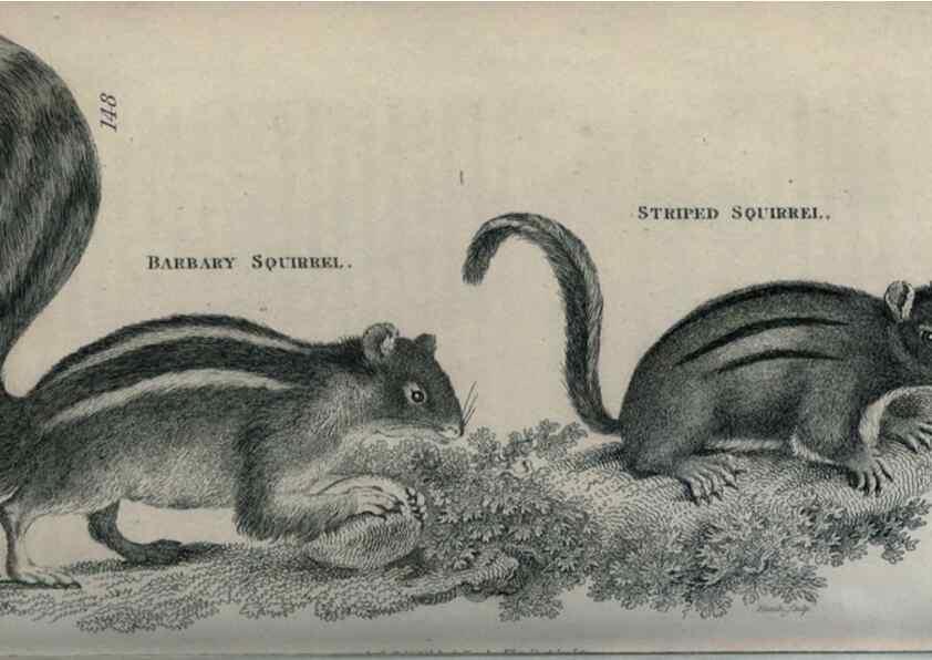 Reproducción/Reproduction 8949584667: General zoology, or Systematic natural history,. London,Printed for G. Kearsley,1800-1826.