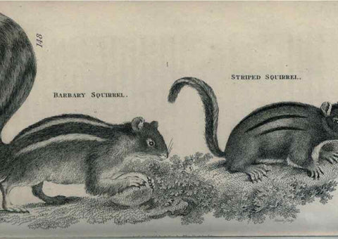 Reproducción/Reproduction 8949584667: General zoology, or Systematic natural history,. London,Printed for G. Kearsley,1800-1826.