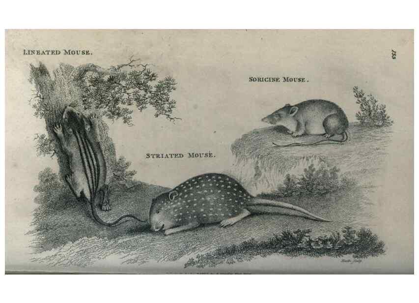 Reproducción/Reproduction 8949547917: General zoology, or Systematic natural history,. London,Printed for G. Kearsley,1800-1826.