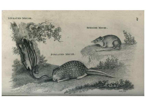 Reproducción/Reproduction 8949547917: General zoology, or Systematic natural history,. London,Printed for G. Kearsley,1800-1826.