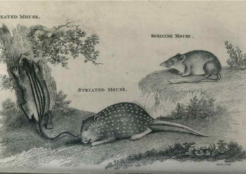 Reproducción/Reproduction 8949547917: General zoology, or Systematic natural history,. London,Printed for G. Kearsley,1800-1826.