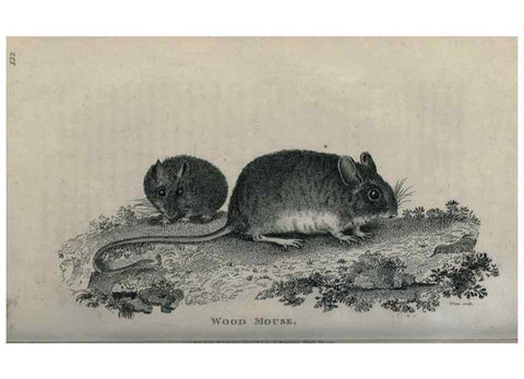 Reproducción/Reproduction 8949545675: General zoology, or Systematic natural history,. London,Printed for G. Kearsley,1800-1826.