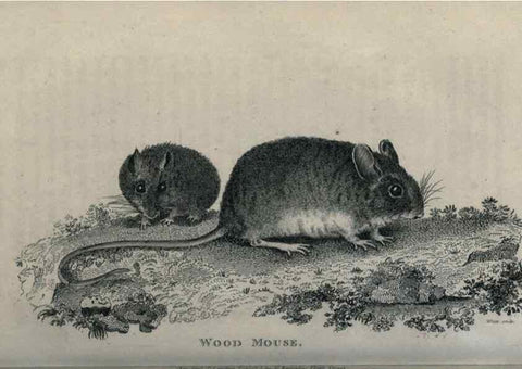 Reproducción/Reproduction 8949545675: General zoology, or Systematic natural history,. London,Printed for G. Kearsley,1800-1826.