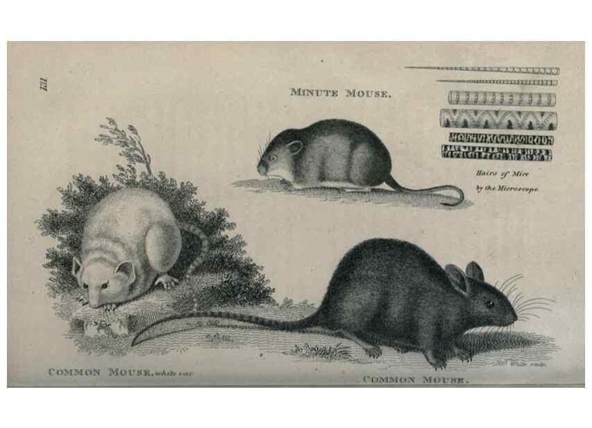 Reproducción/Reproduction 8950735620: General zoology, or Systematic natural history,. London,Printed for G. Kearsley,1800-1826.
