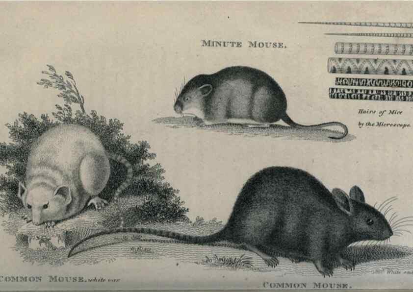 Reproducción/Reproduction 8950735620: General zoology, or Systematic natural history,. London,Printed for G. Kearsley,1800-1826.
