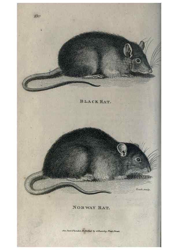 Reproducción/Reproduction 8949541183: General zoology, or Systematic natural history,. London,Printed for G. Kearsley,1800-1826.