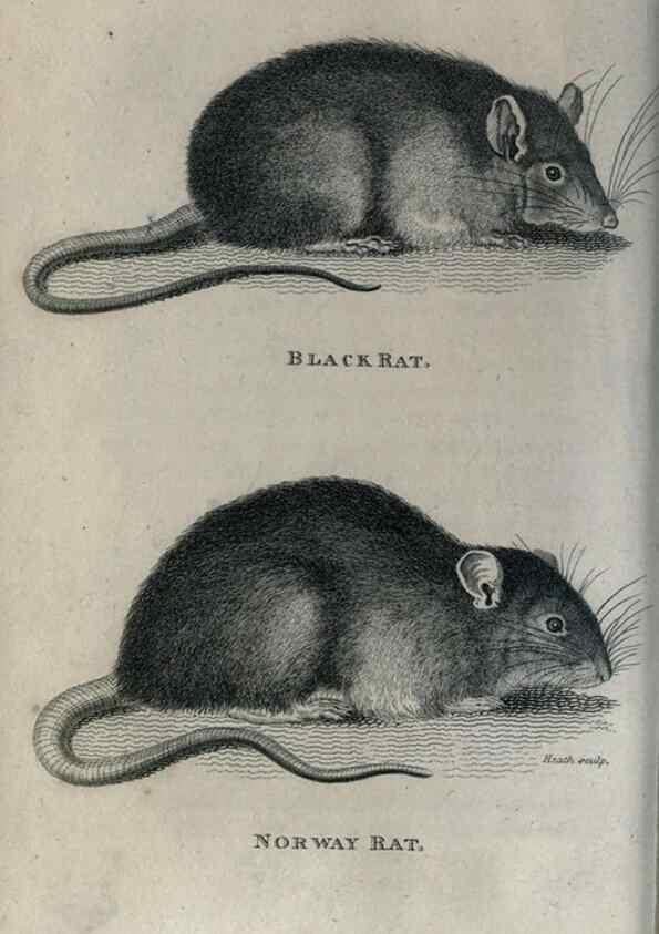 Reproducción/Reproduction 8949541183: General zoology, or Systematic natural history,. London,Printed for G. Kearsley,1800-1826.