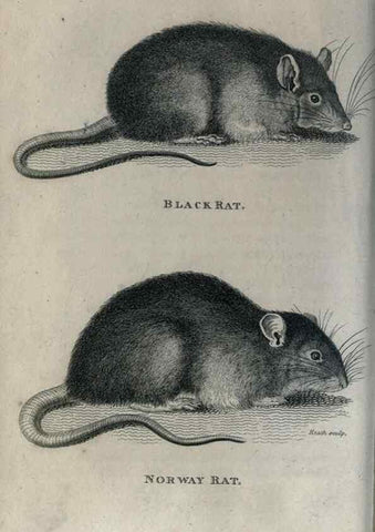 Reproducción/Reproduction 8949541183: General zoology, or Systematic natural history,. London,Printed for G. Kearsley,1800-1826.